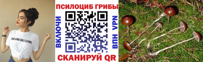 Галлюциногенные грибы Psilocybe  Козьмодемьянск 